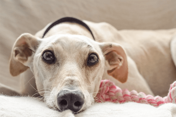 5 Rules to Follow That Make you a Great Dog Owner