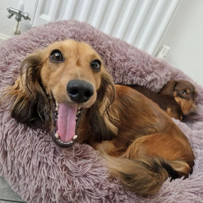 The Best Sleeping Positions for Anxious Dogs (And What They Tell You)
