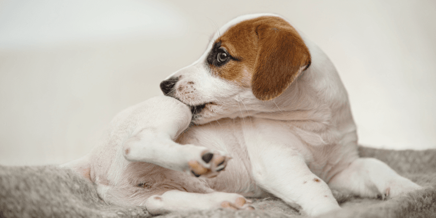 The Best Way to Get Rid of Fleas: Your Ultimate Guide