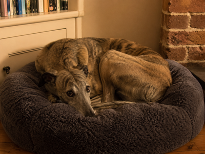 Dog Anxiety: How to Spot the Signs and What You Can Actually Do About It