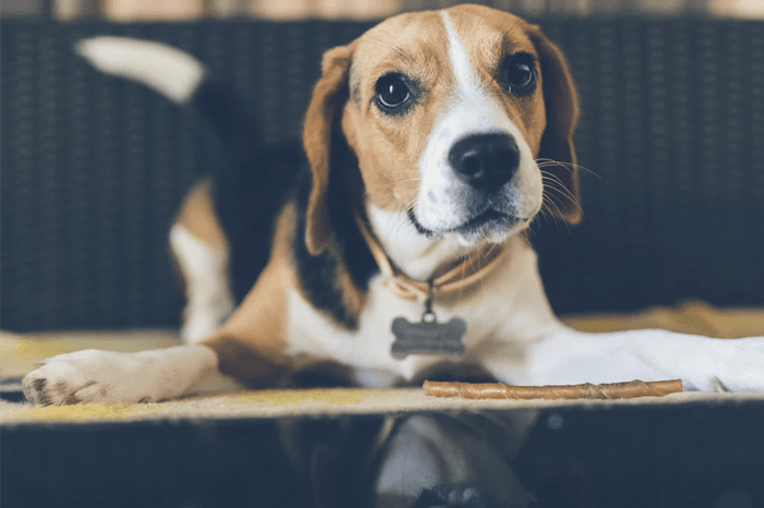 Dog Treat Boxes - The New Big Thing