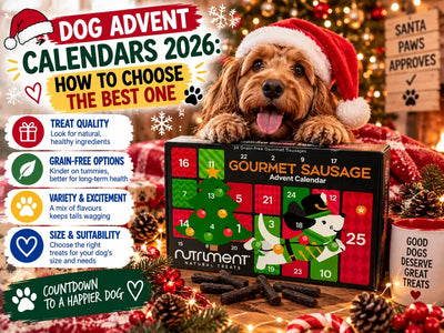Dog Advent Calendars 2026: How to Choose the Best One