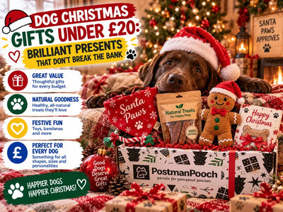 Dog Christmas Gifts Under £20: Brilliant Presents That Don't Break the Bank