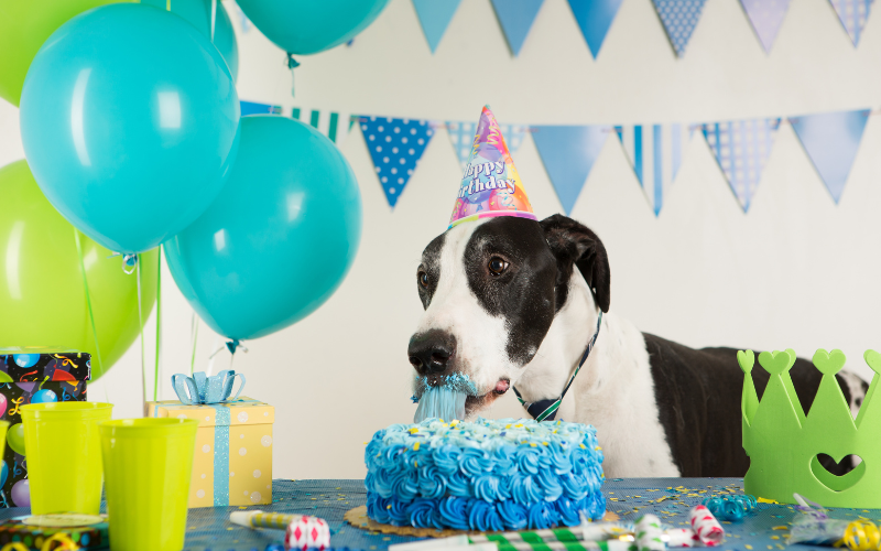 Picking the Paw-fect Dog Party Theme