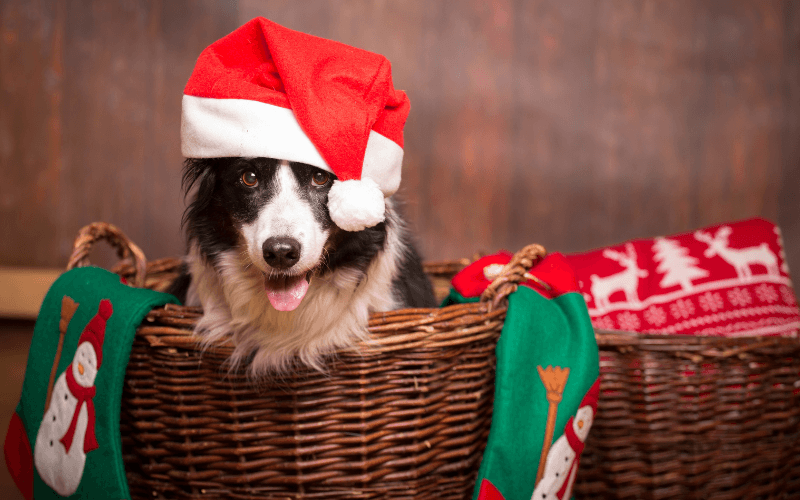 Dog’s First Christmas: A Pawsitively Joyful Occasion