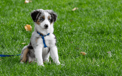 First Puppy Tips: A Guide to Welcoming a Furry Bundle of Joy