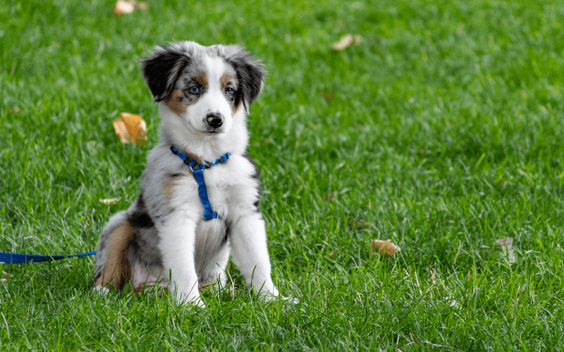 First Puppy Tips: A Guide to Welcoming a Furry Bundle of Joy