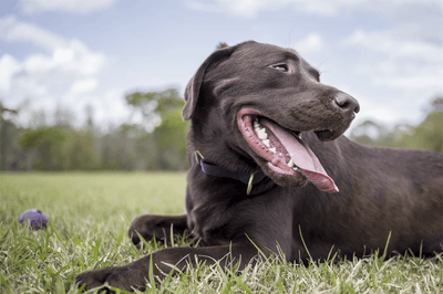 How to clean your dog's teeth