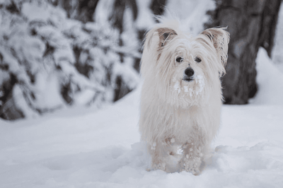 How to Keep Your Dog Safe This Winter