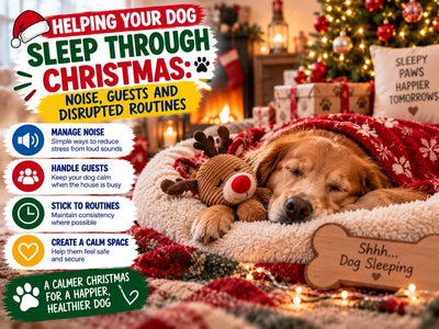 Helping Your Dog Sleep Through Christmas: Noise, Guests and Disrupted Routines