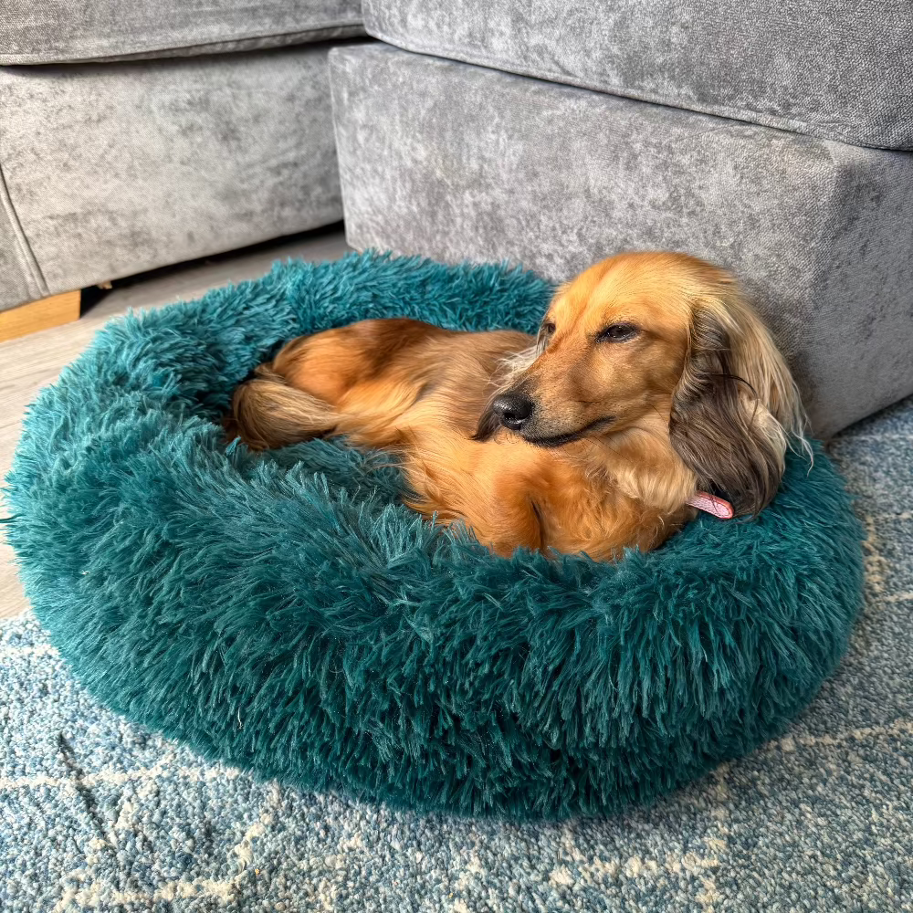 How to Help Your Dog Relax with Anti-Anxiety Products