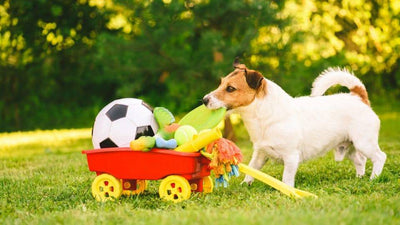 Best Dog Toys for 2022