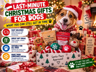 Last-Minute Christmas Gifts for Dogs: What You Can Still Get in Time