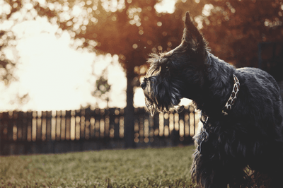 Miniature Schnauzer Breed – All The Information You Need to Know