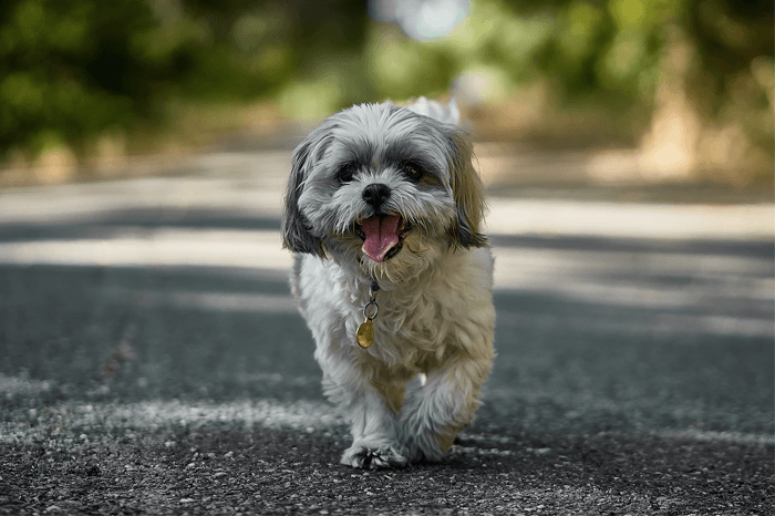 Puppy Essentials to become Postman Pooch