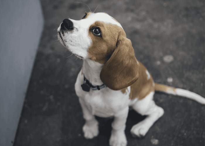 Puppy Training Tips to Help Keep Both You and Your Puppy Sane