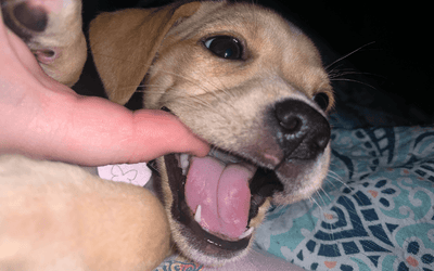 Puppy Teething Tips: Helping Your Furry Friend Through the Chewing Phase