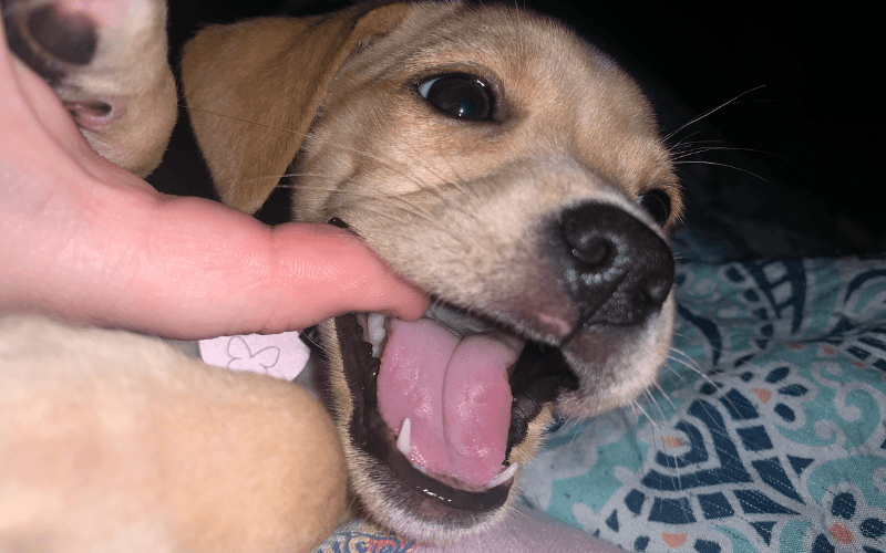 Puppy Teething Tips: Helping Your Furry Friend Through the Chewing Phase