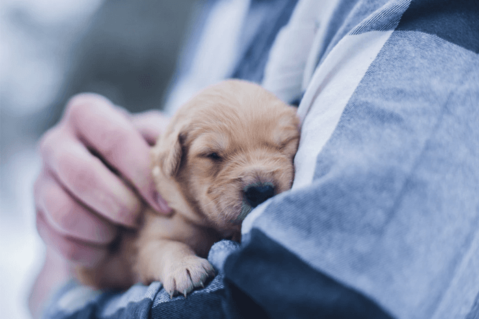 How to Stop Your Puppy from Biting and Nipping