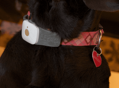 Dog Gadgets for 2022