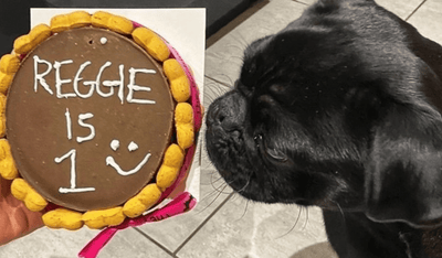 Doggy Birthday Cake, What’s Hot and What’s Not?!