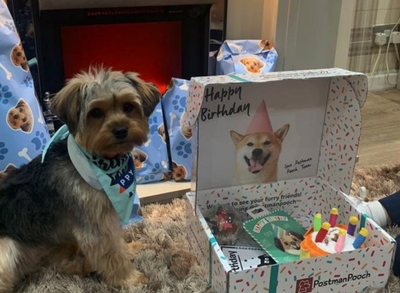 Best Birthday Presents for Dogs