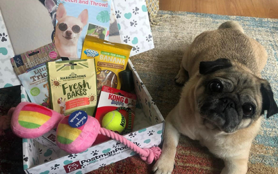 Pawsitively Entertained: Unleashing the Joy of Subscription Dog Toys