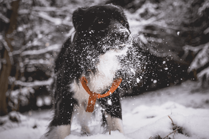 Top Tips For Treating Your Dog This Christmas