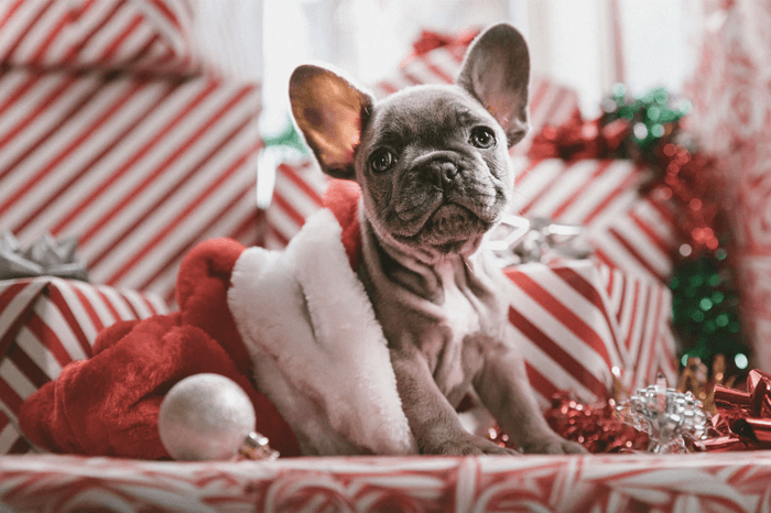 Treating your dog this christmas