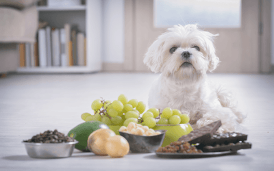 Unveiling the Hidden Dangers: Toxic Foods for Dogs