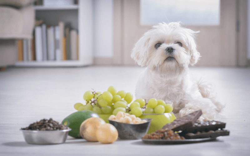 Unveiling the Hidden Dangers: Toxic Foods for Dogs