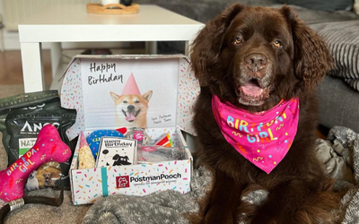 Dog Birthday Cakes – a Guide to Your Pet’s Pawfect Party!