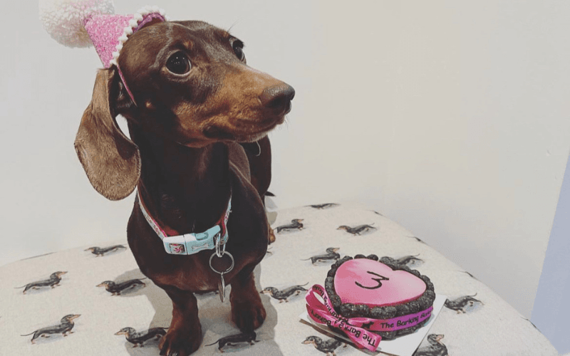 Homemade Dog Cake – A guide to your pup’s birthday!