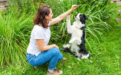 Small Dog Treats for Training: A Comprehensive Guide