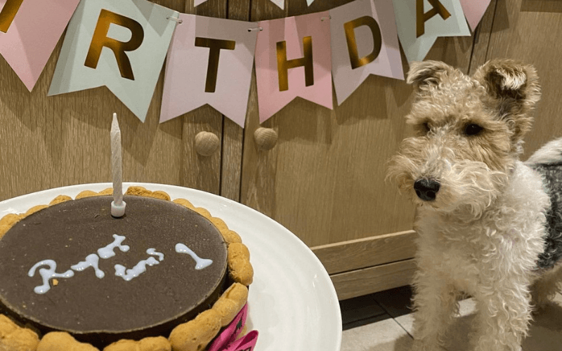 Dog-Safe Cake