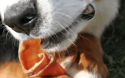 Natural Dog Treats Your Pooch Will Love!