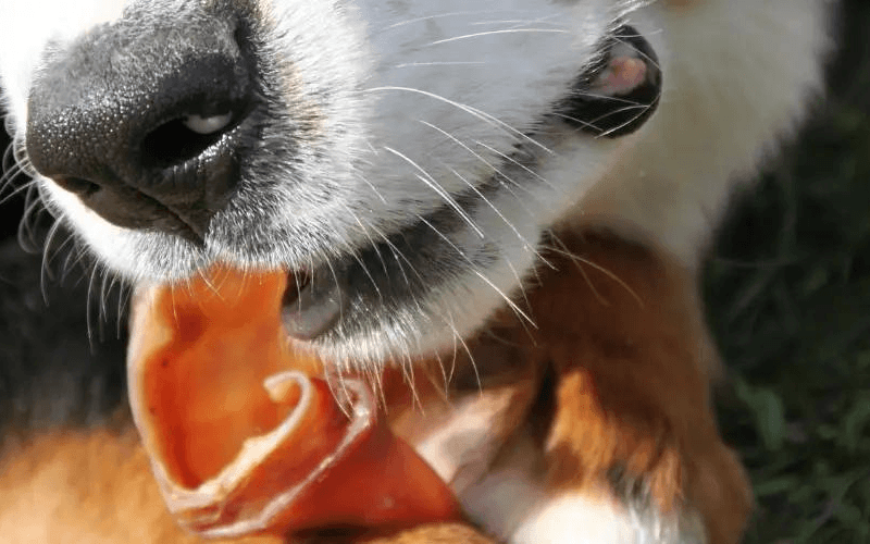 Natural Dog Treats Your Pooch Will Love!