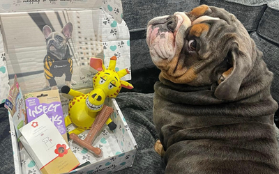 Keeping Your Pup Entertained with a Dog Toy Subscription