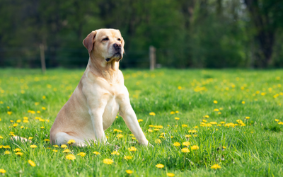 Dog-Friendly Outdoor Plants for this Spring and Summer