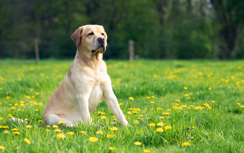 Dog-Friendly Outdoor Plants for this Spring and Summer