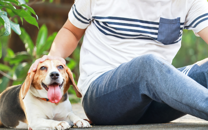 Grain-Free Dog Treats: The Benefits