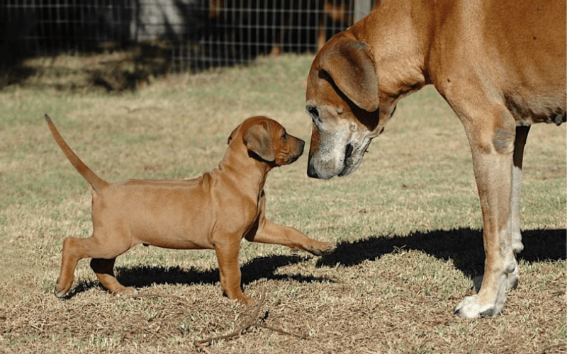 Introducing a New Puppy to Your Dog: A Guide