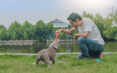 Positive Reinforcement Dog Training