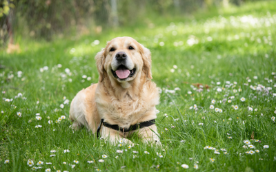 Understanding Dog Hayfever Symptoms: Signs, Causes, and Treatment Options