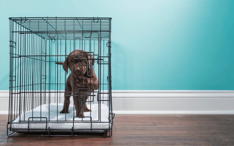 Crate Training Your Puppy: A Guide to Creating a Safe and Happy Space