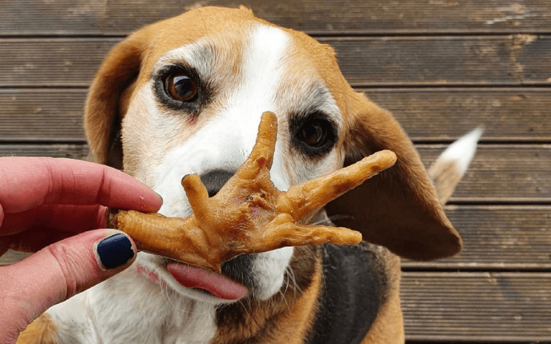 Natural Dog Treats: A Guide to Keeping Your Furry Friend Happy and Healthy with Postman Pooch