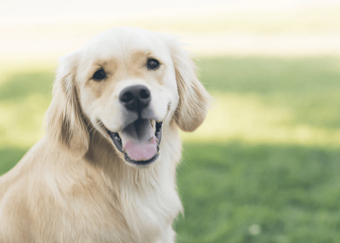 7 Of The Friendliest Dog Breeds That Can Live With Cats