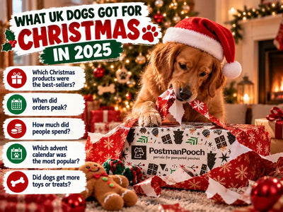 What UK Dogs Got for Christmas: What Our Customers Ordered in 2025
