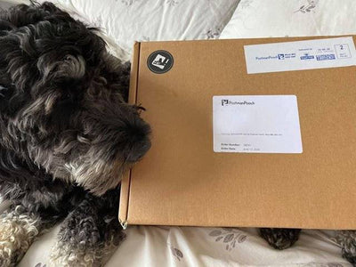 Why Subscription Boxes are Great for your dog