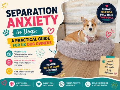 Separation Anxiety in Dogs: A Practical Guide for UK Dog Owners